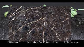 Nitrabor vs Plasmodiophora brassicae Yara Poland english version [upl. by Aylmar]