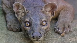 The Fossa Madagascars Mysterious Predator 2024 animals wildlife naturelovers [upl. by Roshan764]