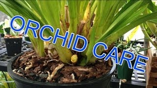 Cymbidium ORCHID CARE  How to Remove old bloom spikes trim Orchid leaves amp new Cymbidium growth [upl. by Ingham]