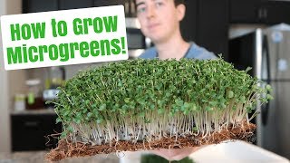 How to Grow Microgreens at Home  No Soil [upl. by Bjorn]