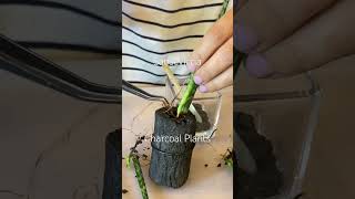 Plant the popular Sansevieria in charcoal charcoalplants indoorplants shorts [upl. by Gauthier943]