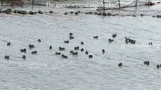 The green winged teal ducks [upl. by Frederiksen]