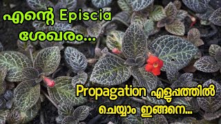 Episcia Plant varieties and Propagation Malayalam [upl. by Reffotsirhc]