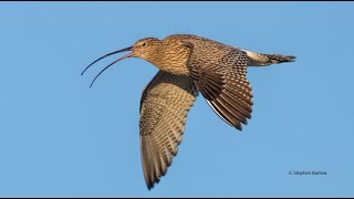 World Curlew Day 2023 [upl. by Kerge]