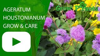 Ageratum houstonianum [upl. by Anelim582]