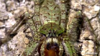 Heteropoda boiei  Tropical Huntsman Spider [upl. by Sibelle422]