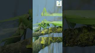 👀😱Female Mantis Eats Male After MATING shorts insects natureismetal dangerous animals [upl. by Ekez]