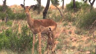 Newborn Impala in Dinokeng Game Reserve [upl. by Rayle887]