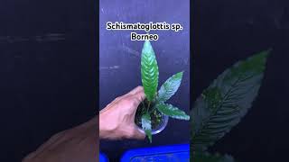 Schismatoglottis sp Borneo ホマロメナ nature homalomena houseplants plants indoorplants garden [upl. by Cadmar]