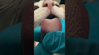 Cat tongue is so scared 😲 wildlife funnyanimls cat animals [upl. by Aylad]