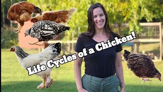 The 5 Cycles of a Chickens Life [upl. by Yrahk137]