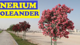 Nerium Oleander in Qatar [upl. by Jonati492]