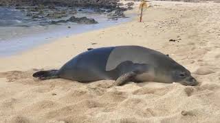 Seal Farts While Looking Directly at Human  1110393 [upl. by Jonina57]