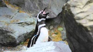 Magellanic penguin quotbrayingquot at Point Defiance Zoo amp Aquarium [upl. by Carmon]