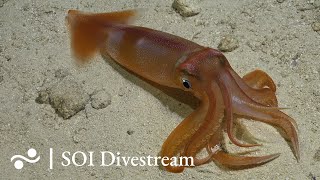 Seamount quotSolitoquot Deep  SOI Divestream 643  Part 2 [upl. by Brunn217]