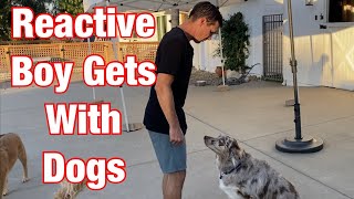 Watch me correct after dog growlsWhat to do so your reactive dog isnt aggressive [upl. by Dearman]