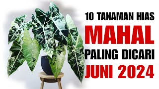 10 Tanaman Hias MAHAL Paling Dicari di Bulan Juni 2024 [upl. by Alwin]