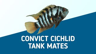 CONVICT CICHLID TANK MATES [upl. by Ruelu]