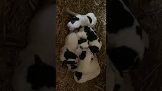 New born Babies Dogs landseer pyrenees [upl. by Iatnahs]