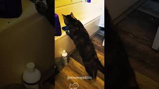 Hilarous moments of scared catscat kitten funnycat funnyanimals funnypets [upl. by Olaf]