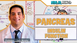 Endocrinology  Pancreas Insulin Function [upl. by Euqinommod]