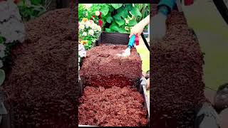 Cocopeat Brick Using Method For Plants cocopeat shorts plant viralvideo youtubeshorts [upl. by Ahsuoj]