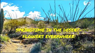 Wasson Peak  Saguaro National Park  Tucson AZ  March 27 2024 [upl. by Nauqed]