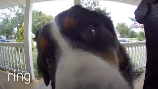 Dog Patiently Waits to be Let Inside After Pressing Video Doorbell  RingTV [upl. by Asenej]