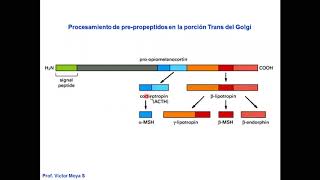 Vídeo Clase Golgi y lisosomas parte III [upl. by Bridges]