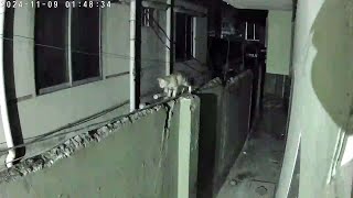 Security cam timelapse 20241102 [upl. by Vittorio]