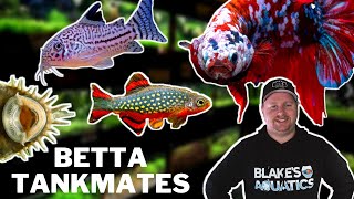 10 Great Betta Tankmates You Should Try [upl. by Seuguh]