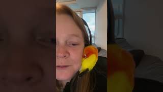 The Funniest Birds on the Internet 🦜🤣 funny birds parrot pets funnyanimal [upl. by Hoagland]