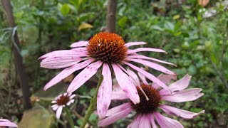 Cómo cuidar de la Equinacea purpureaEchinacea Eastern purpleconeflowerPurpleconeflower [upl. by Aneelak]