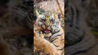 Adorable Baby Tigers Play with Their Loving Mother tiger babytiger animals pets wildlife [upl. by Ennairda552]