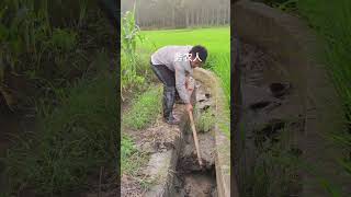 Rural Farmers life shorts youtubeshorts agriculture farming [upl. by Feodor111]