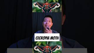 Cecropia Moth  Ngengat Cecropia bugs moths wildlife youtubeshorts shorts [upl. by Ecinnaj]