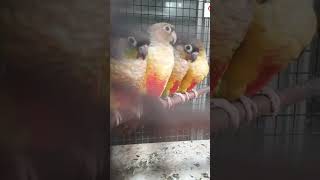 Conur birds  sell  price 2000 birds lover saidul parrot [upl. by Lorenzo372]