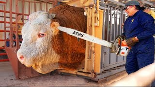 Revolutionary Cow Farm Technology Automated Transportation Hay Feeding and Smart Cowshed [upl. by Obie767]