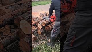 Бензопила производство  Италия Chainsaw Oleomac GS650 35кВт chainsaw бензопила [upl. by Konrad]