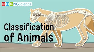 Classification of Animals [upl. by Anaik]