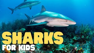 Sharks for Kids  Learn all about these big fish [upl. by Anairotciv]