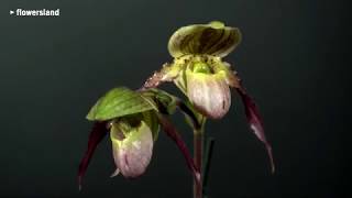 Орхидея Paphiopedilum glaucophyllum x pinocchio [upl. by Shyamal]