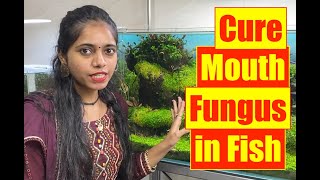 How to Cure Mouth Fungus in All Aquarium Fish  Mayur Dev Aquascaper  Learn with Pooja HD 1080p [upl. by Adyol82]