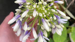 百子蓮 焰火，拆換盆 Agapanthus Fireworks repotting [upl. by Anatak395]