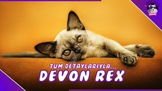 Devon Rex KedisiKOCA KULAKLI KOMİK KEDİ [upl. by Gerardo333]