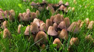 colony of mushrooms on green lawn [upl. by Balfore]