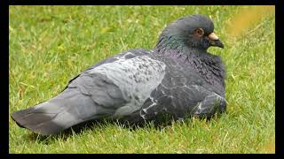 Pigeon resting on grass pt 2 [upl. by Catherine]