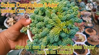 Sedum Dasyphyllum Major Lowland Care tips Requested by M Barbara Pangkalinawan [upl. by Akirej792]