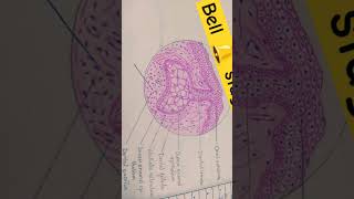 Development of tooth stage  Histo diagramDADHBDS student 1st year [upl. by Ikcim899]