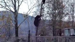 Bear Attack and How to Escape by Climbing Up a Tree [upl. by Aneleve143]